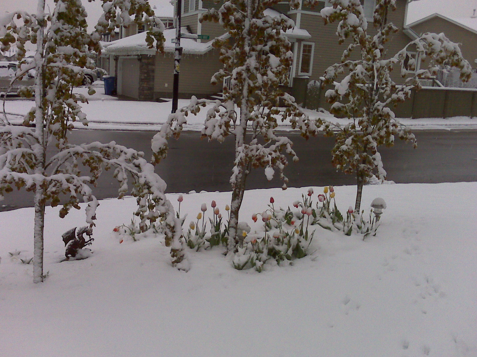 snow tulips 2.jpg
