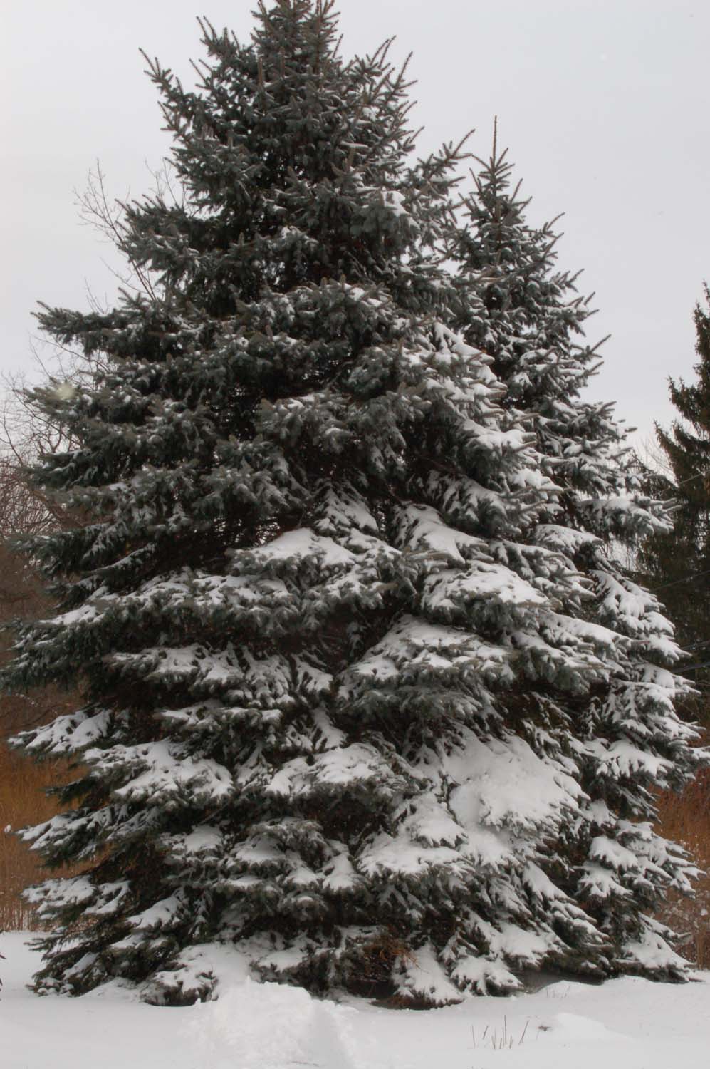 snow4.JPG