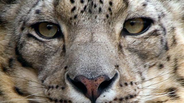 snow_leopard-thumb-640xauto-5048.jpg