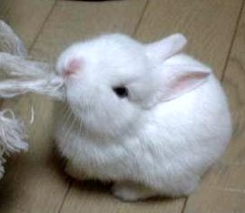 so_cute_rabbit-1.jpg