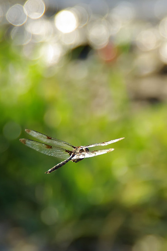 Soaring_Insect_of_Prey_by_star_fire.jpg