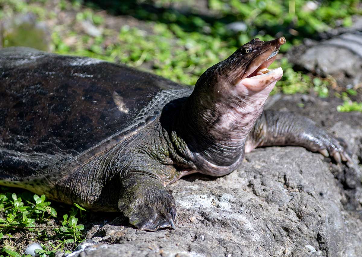 soft-shell.jpg