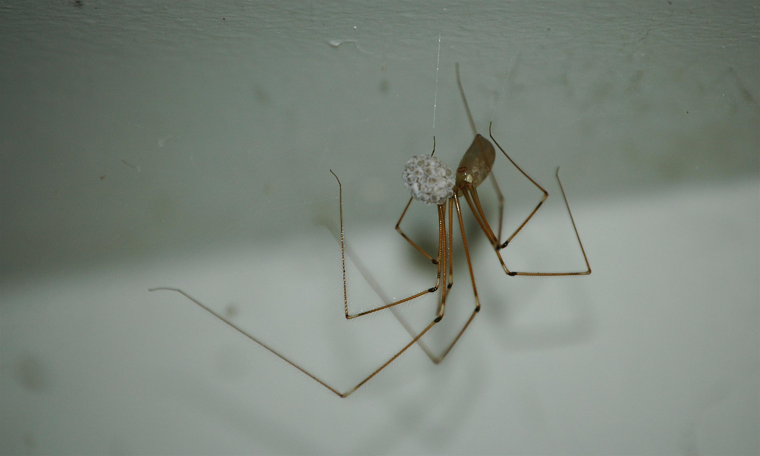 spider.jpg