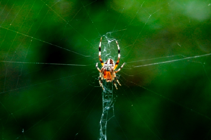 spider.jpg