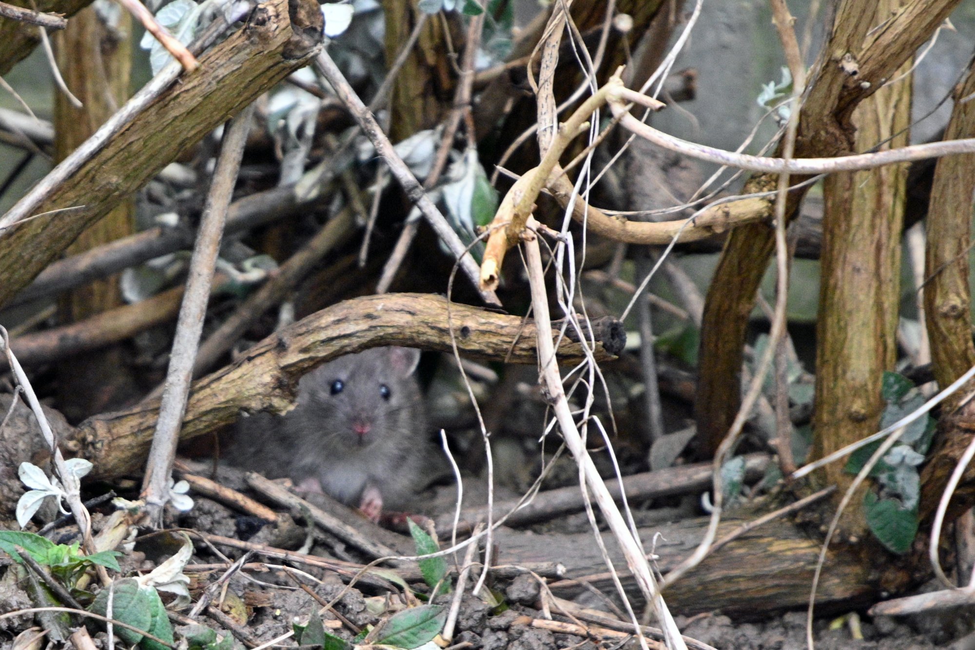 Spot The Rodent.jpg
