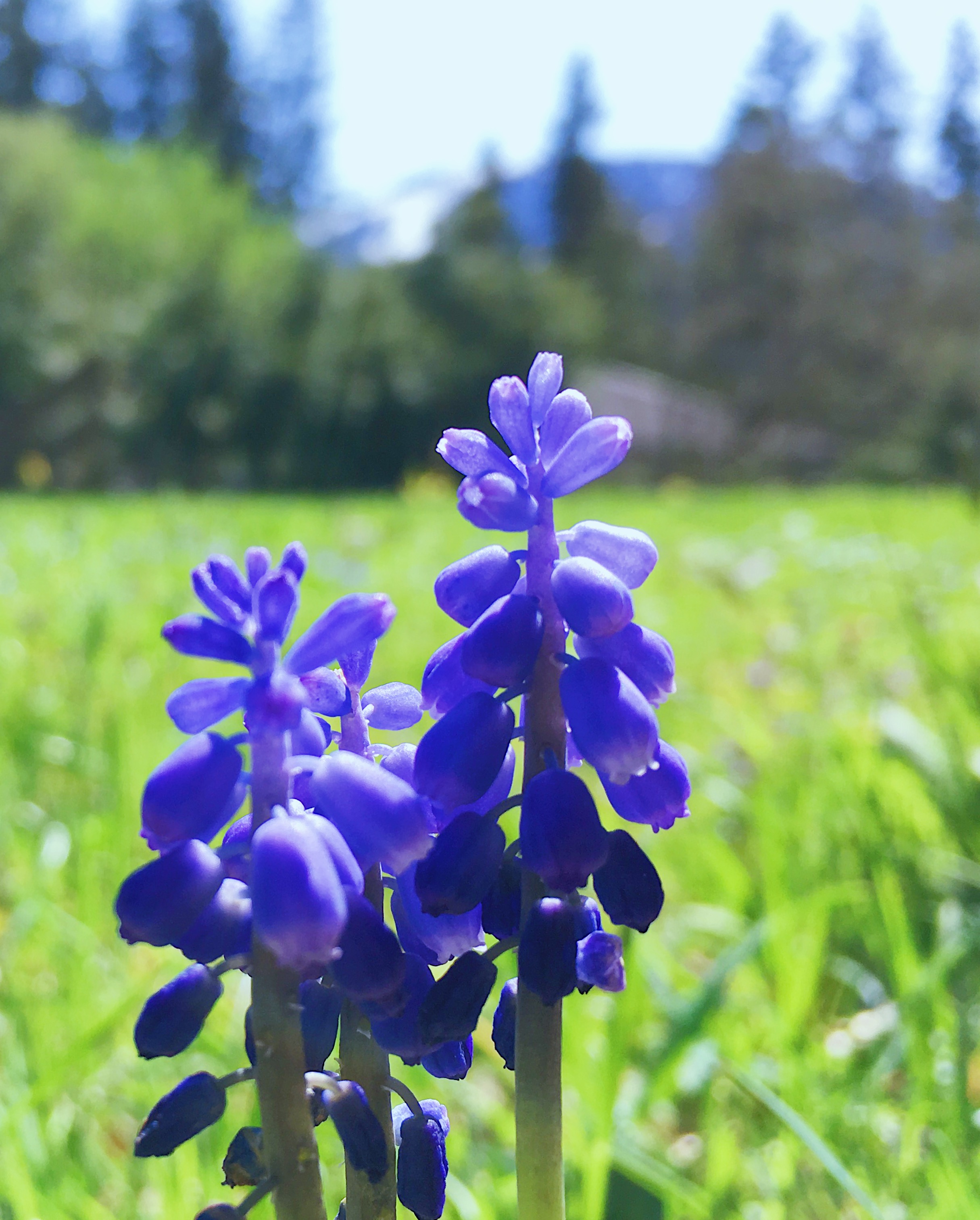 Spring Flowers In The Garden.jpg