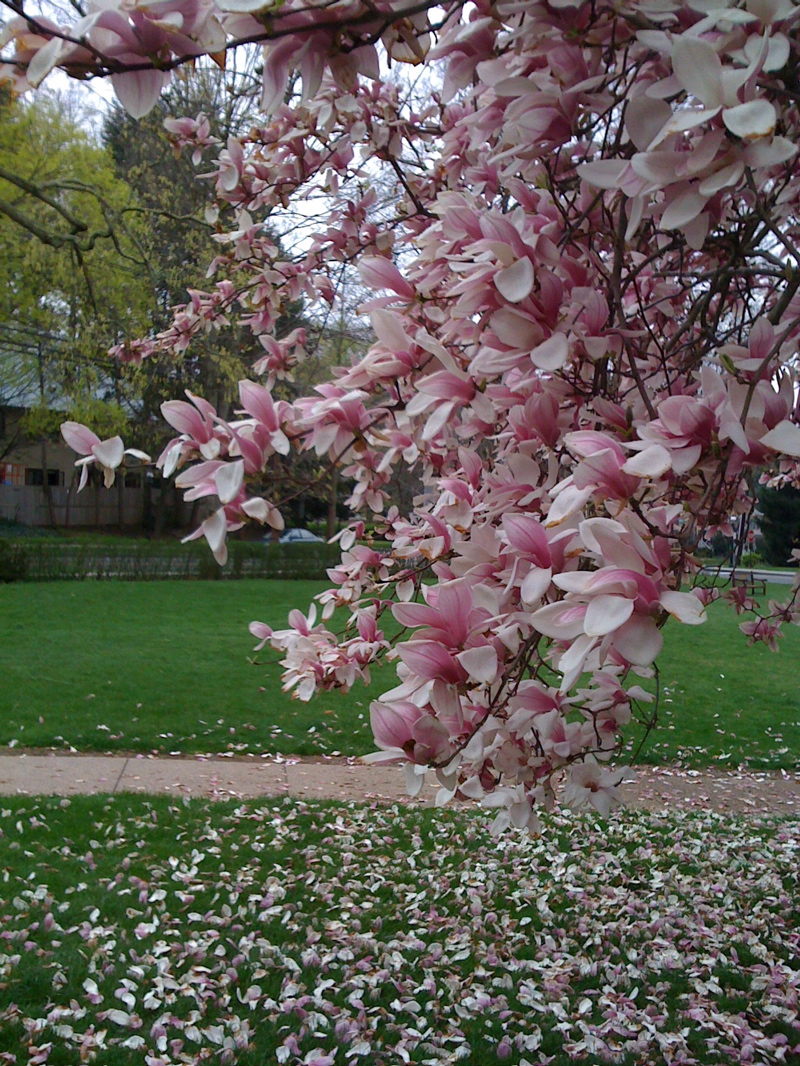 spring flowers outside dorm.jpg