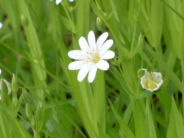 Spring in Slovenia.jpg