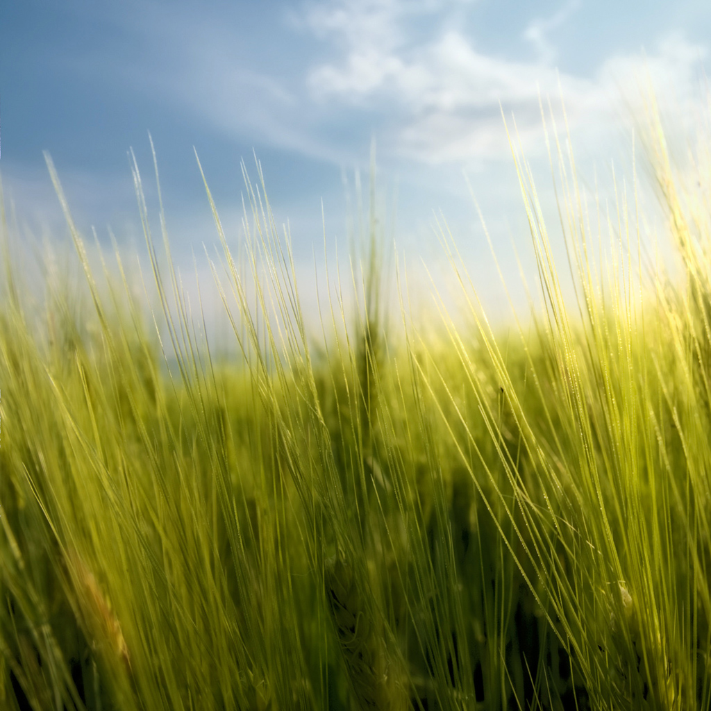 springwheat_ipad.jpg