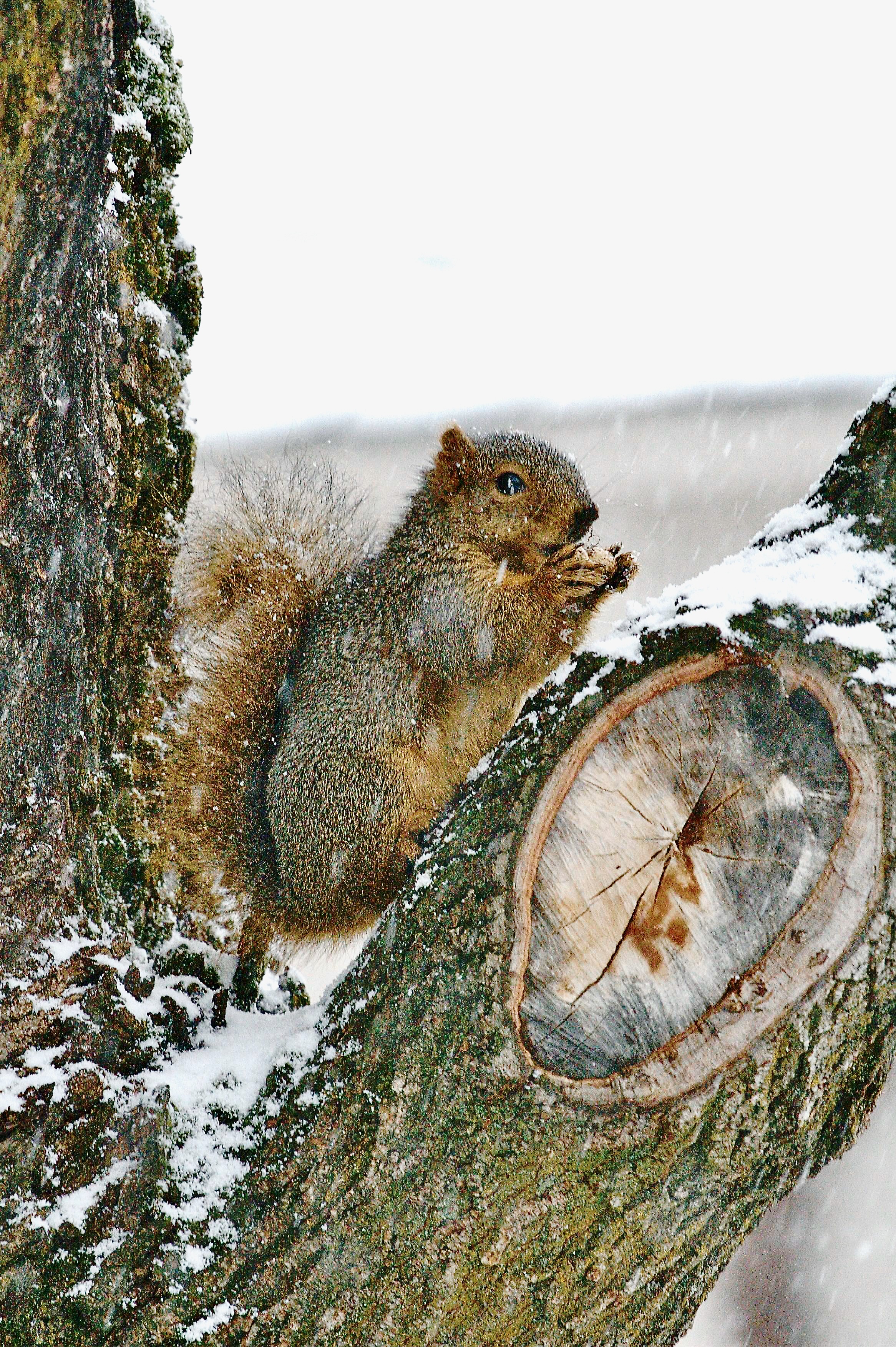 squirrel - 1.jpeg