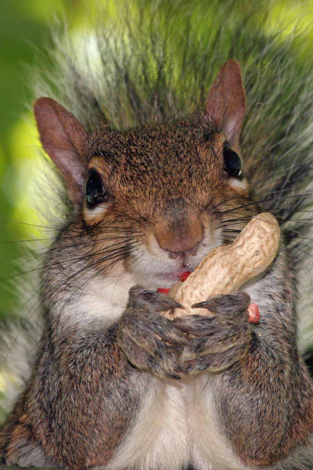 squirrel_and_peanut-normal.jpg