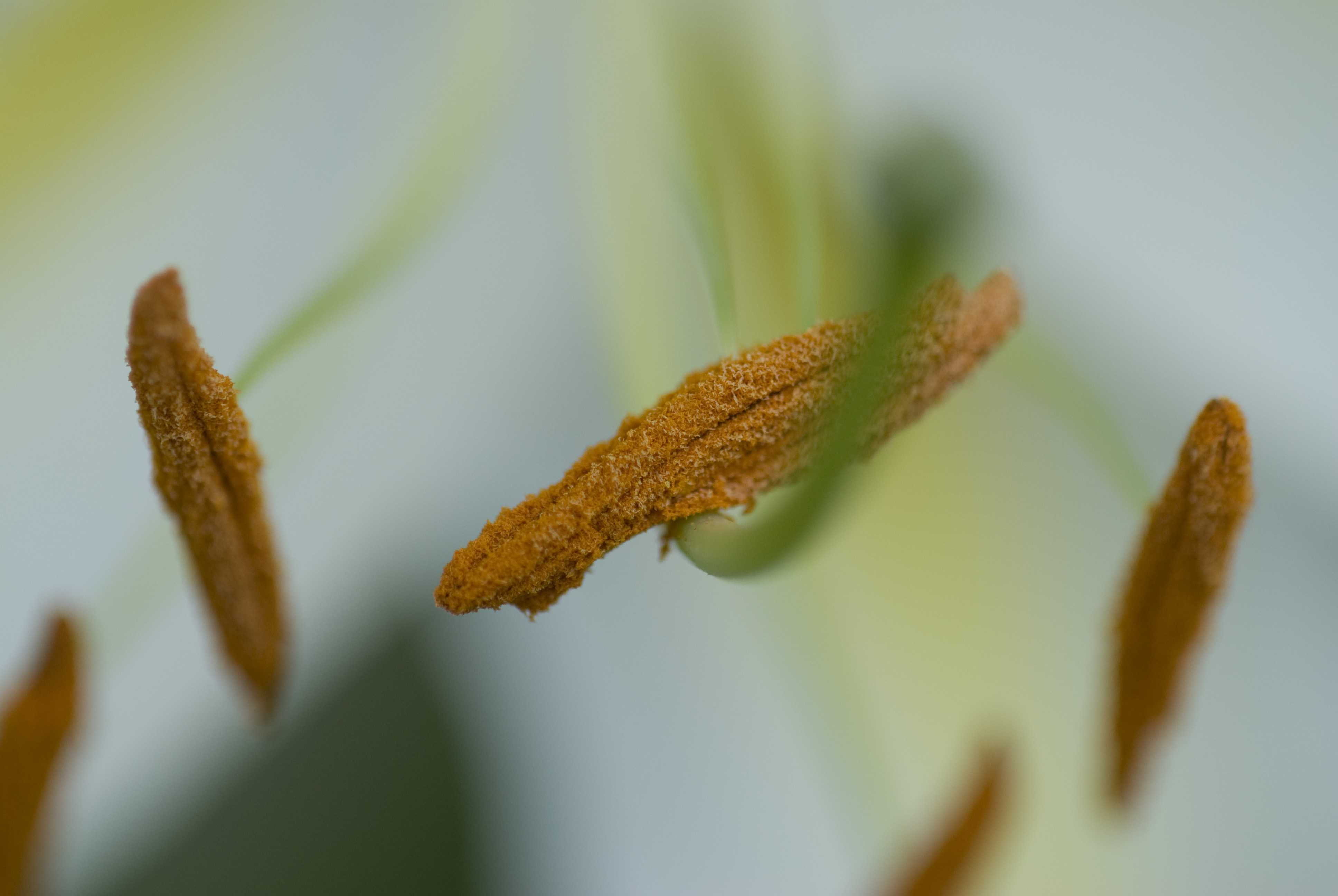 Stamens.jpg