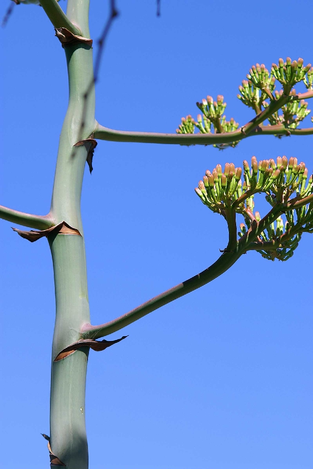 stockvault-bare-tree104585.jpg