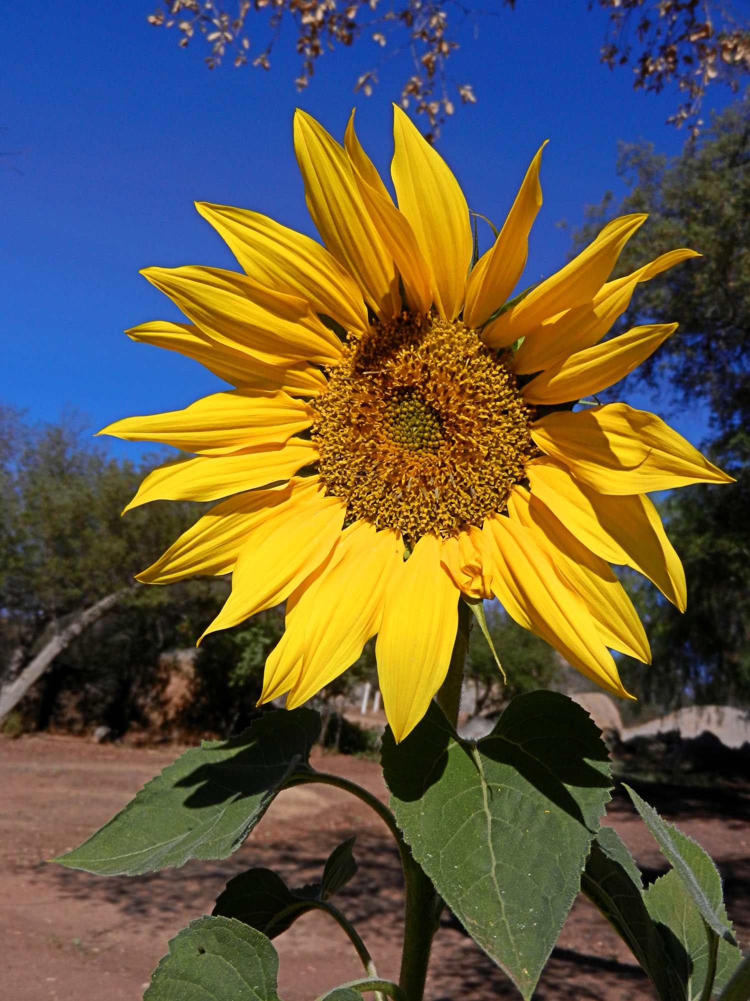 sunflower x.jpg