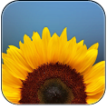 sunflower2.png