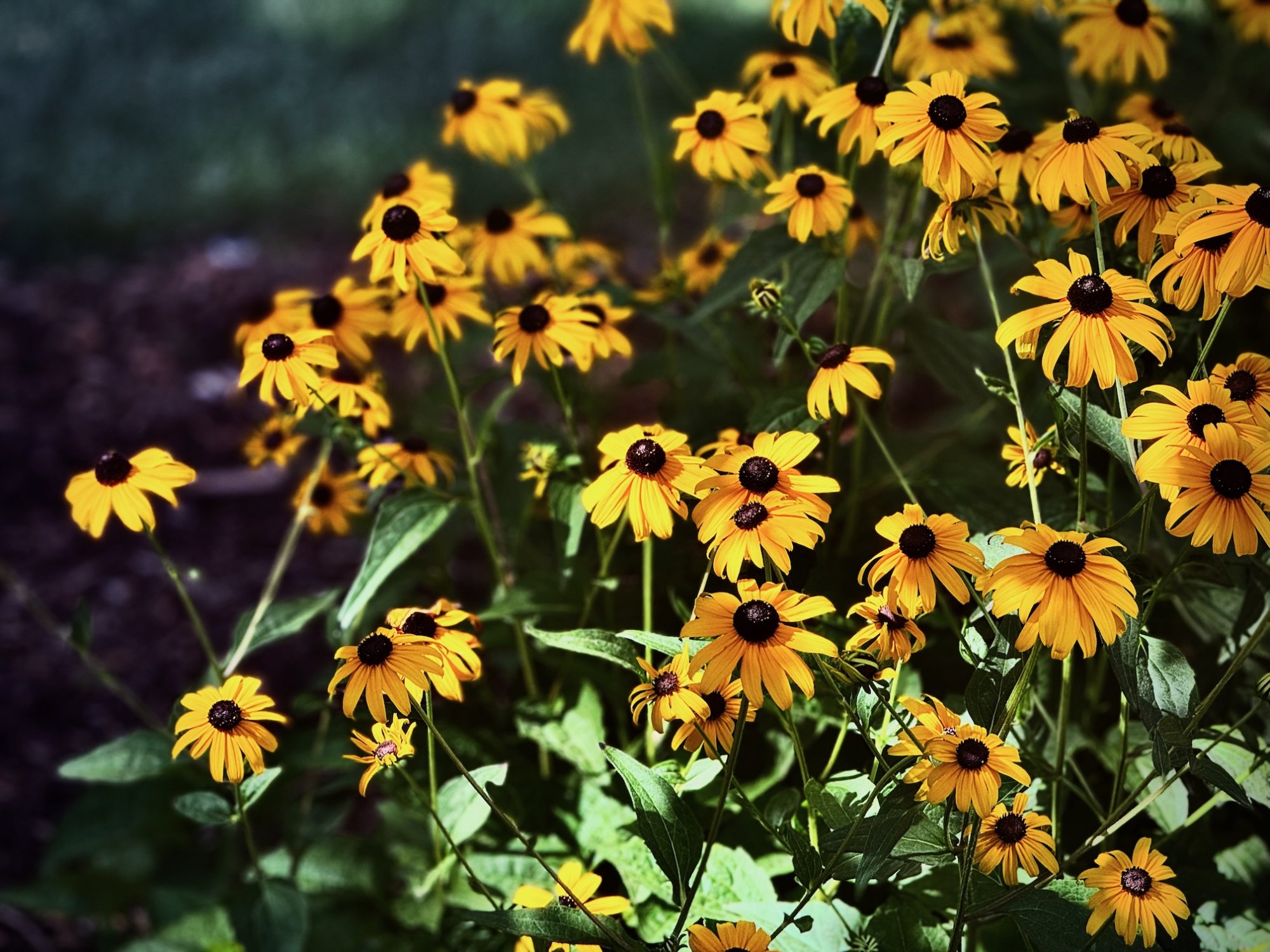 sunflowers - 1.jpeg