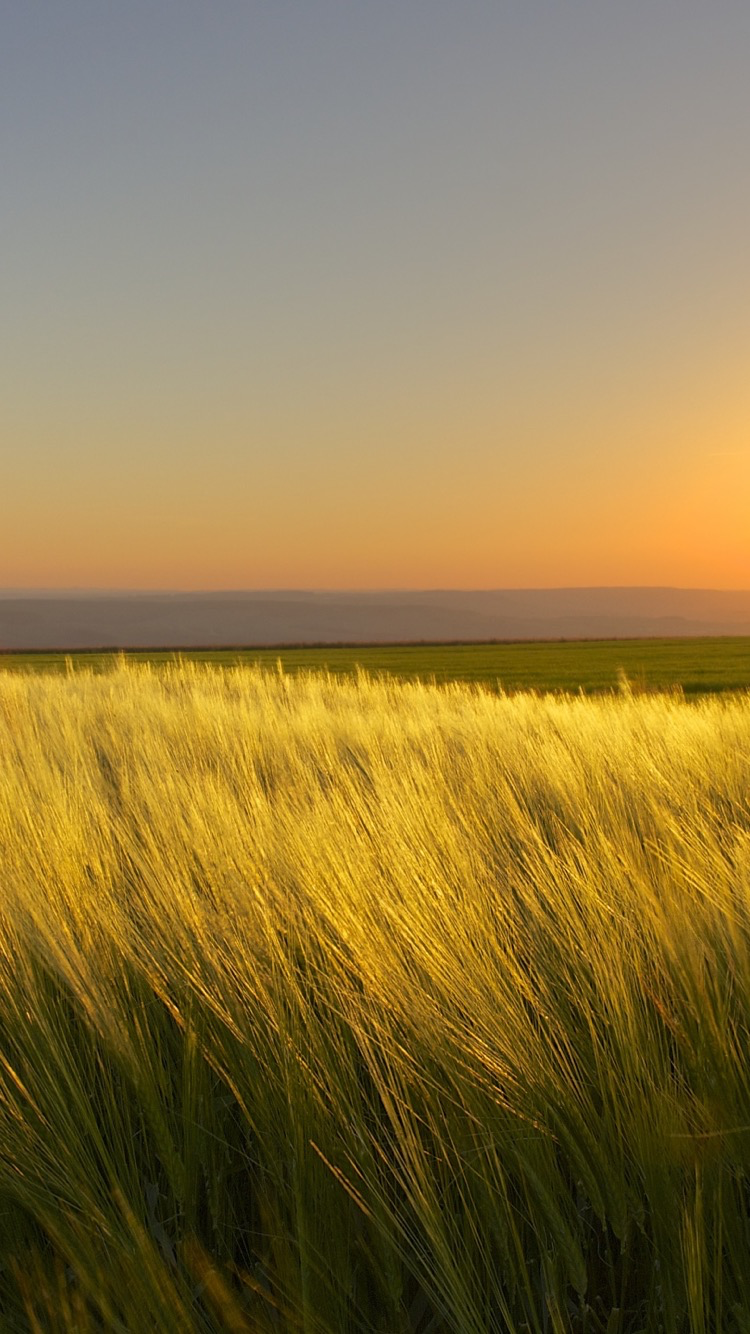 Sunny_days_end-iP6.png