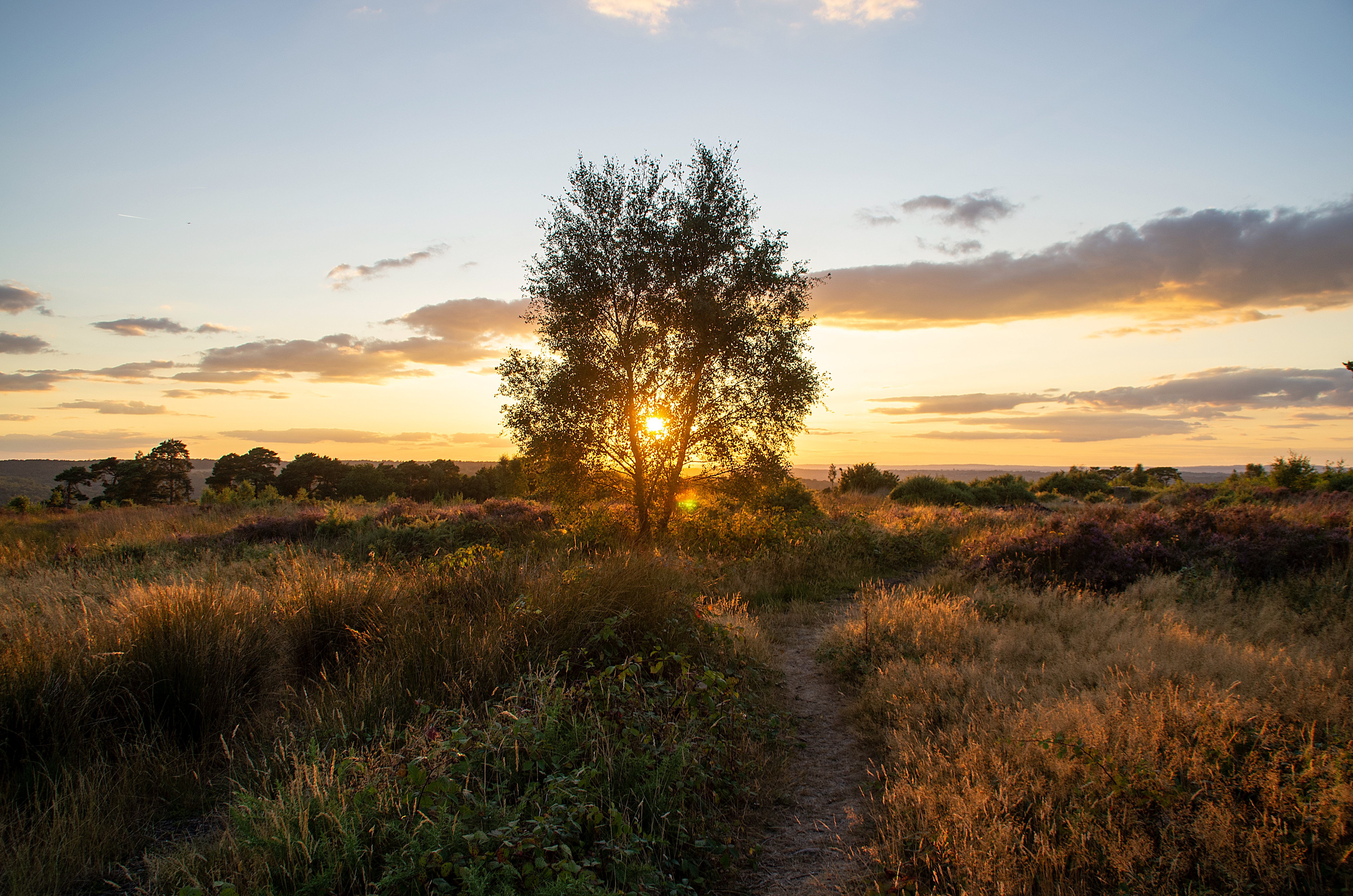 SUNSET THROUGH THE TREE.jpg