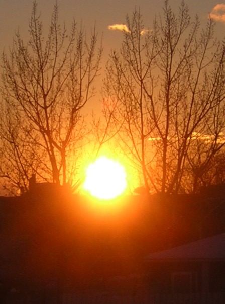 Sunset through Trees.jpg