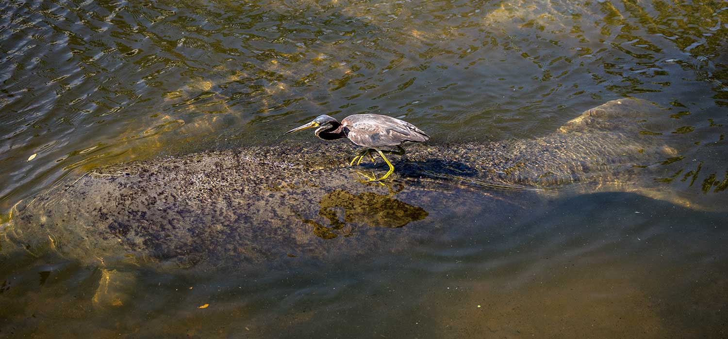 surfer-bird-2.jpg