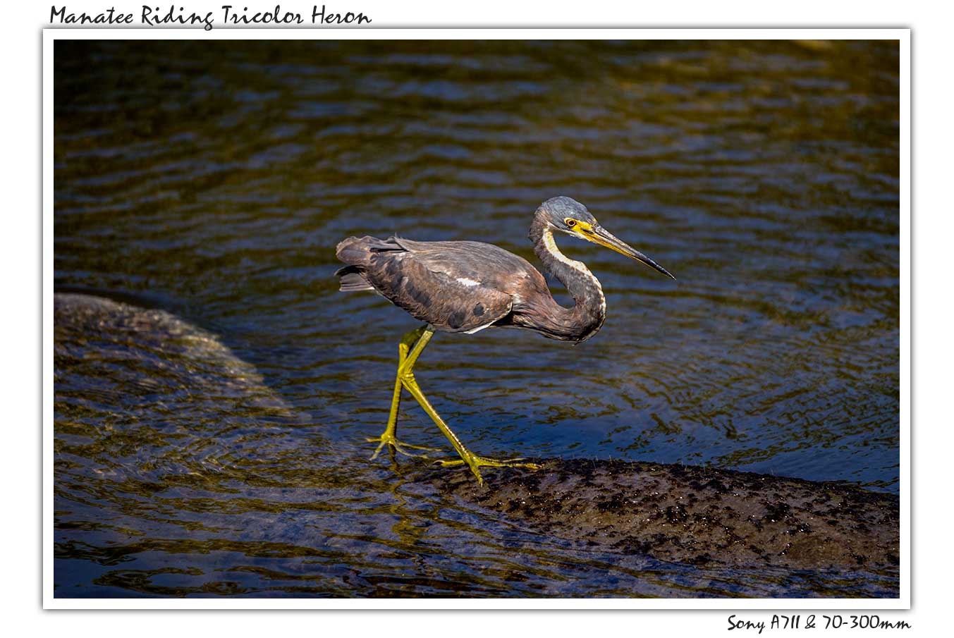 surfer-bird.jpg