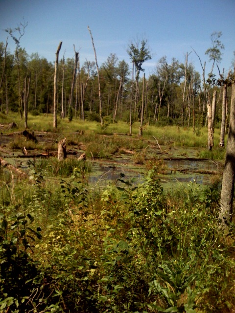 Swamp.jpg