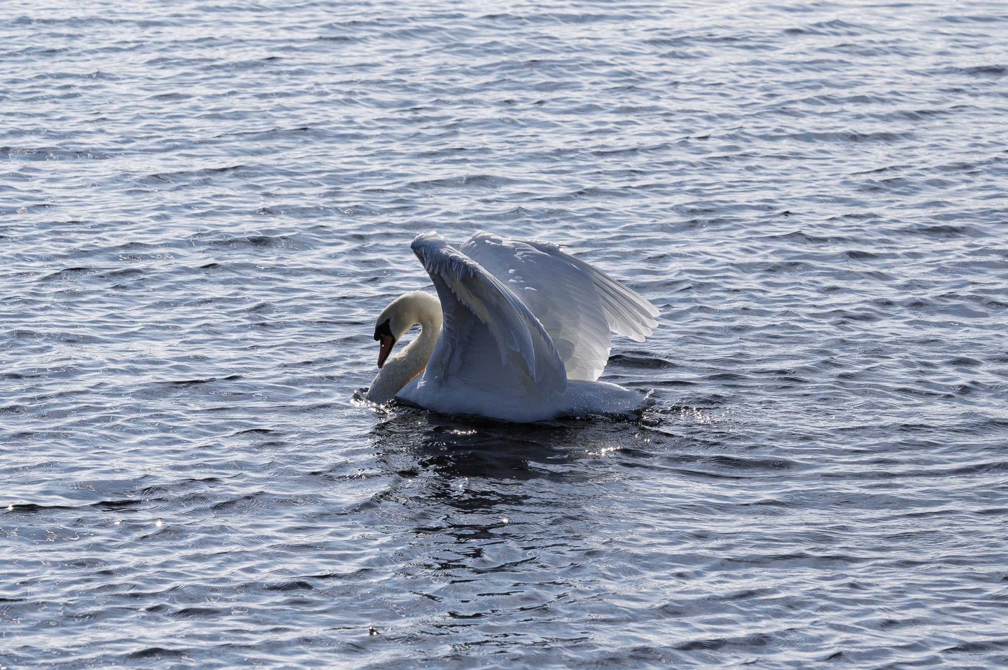 Swan20240918-3.jpg