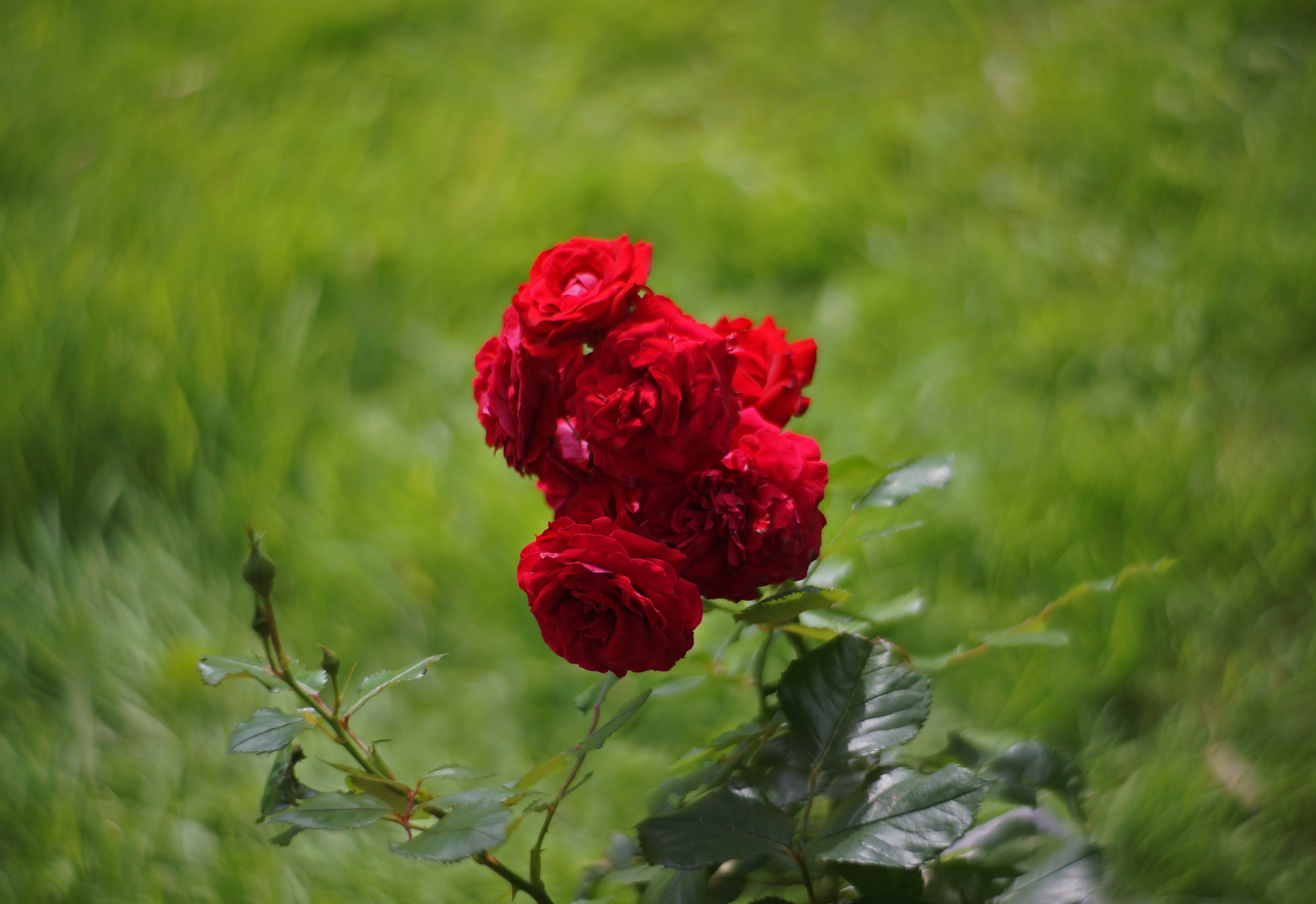 Swirly Red Roses.JPG