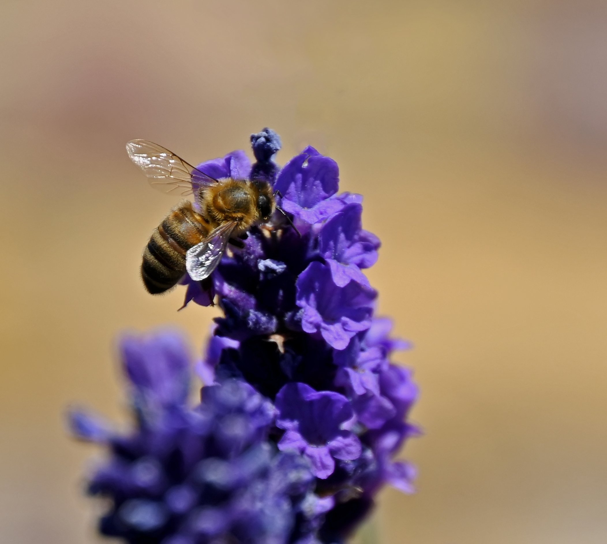 The Bees Knees.JPG
