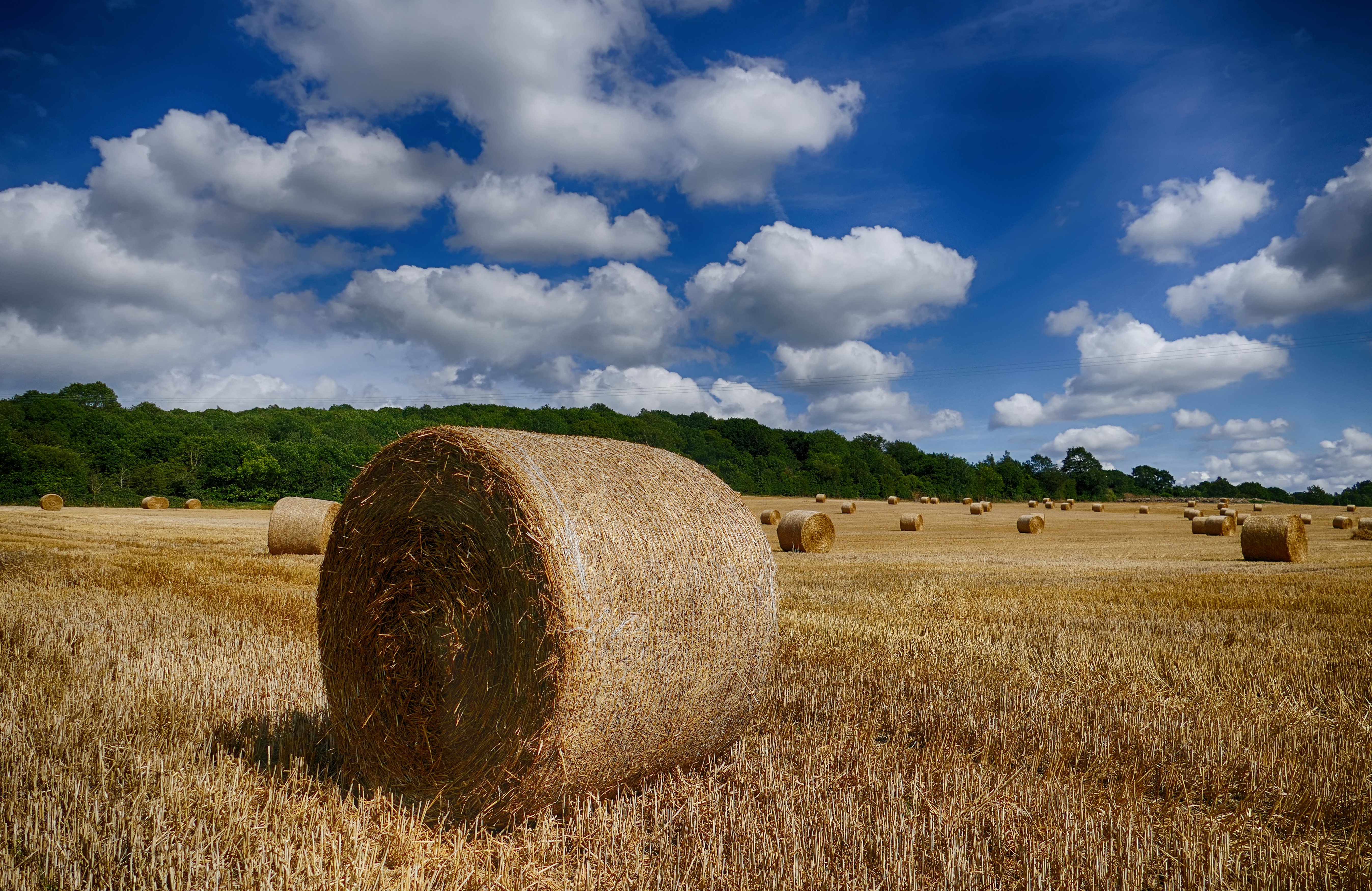 The Harvest.jpg