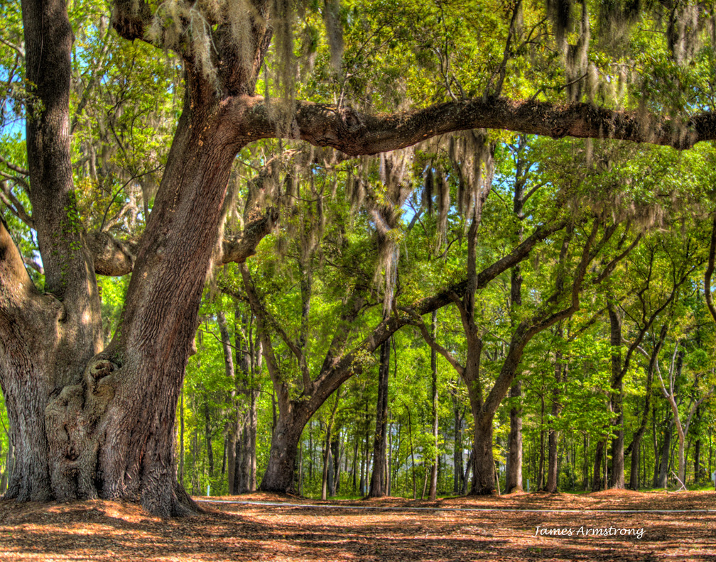 The-Pond-Oak-Trees2.jpg