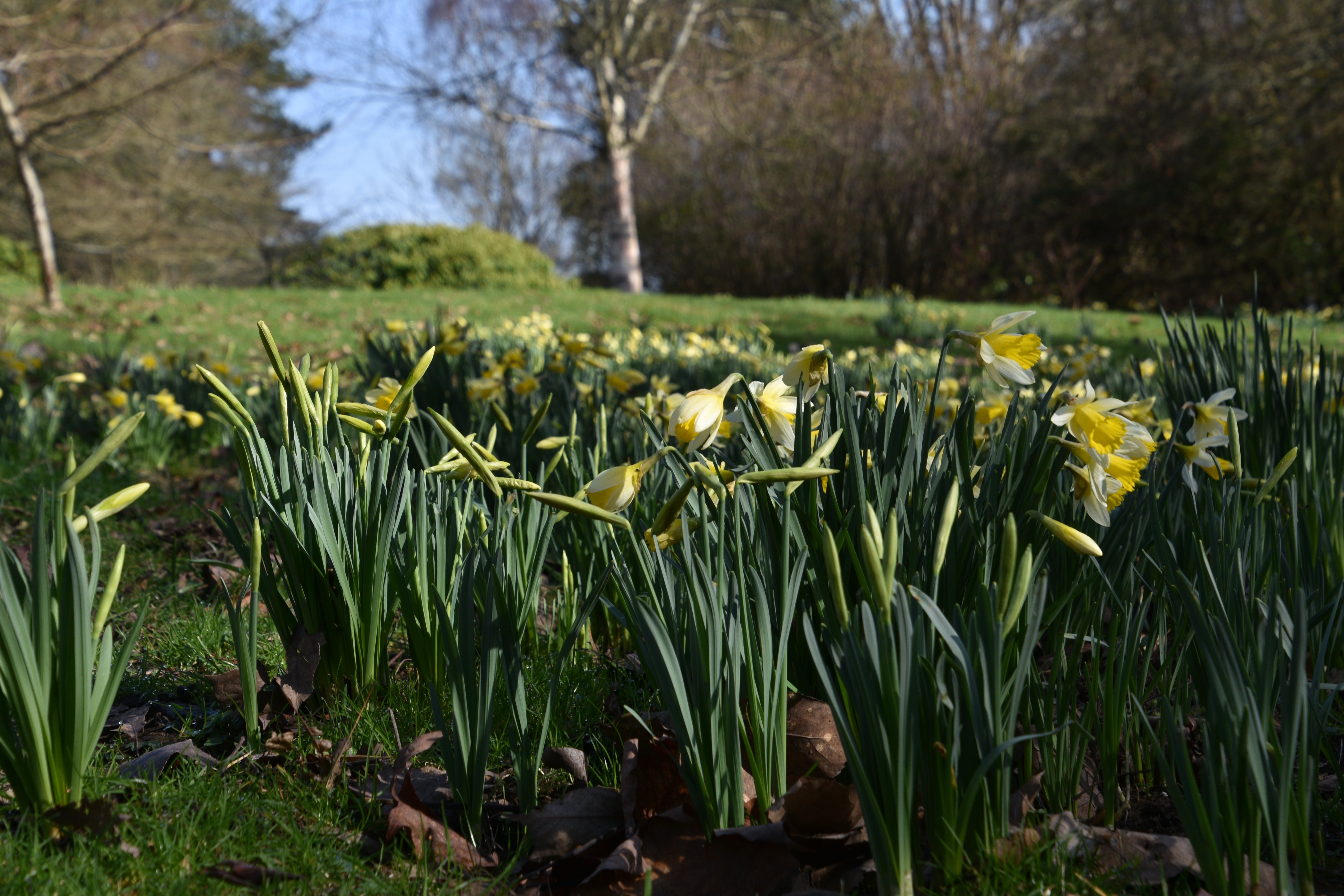 The Spring at Emmetts.JPG