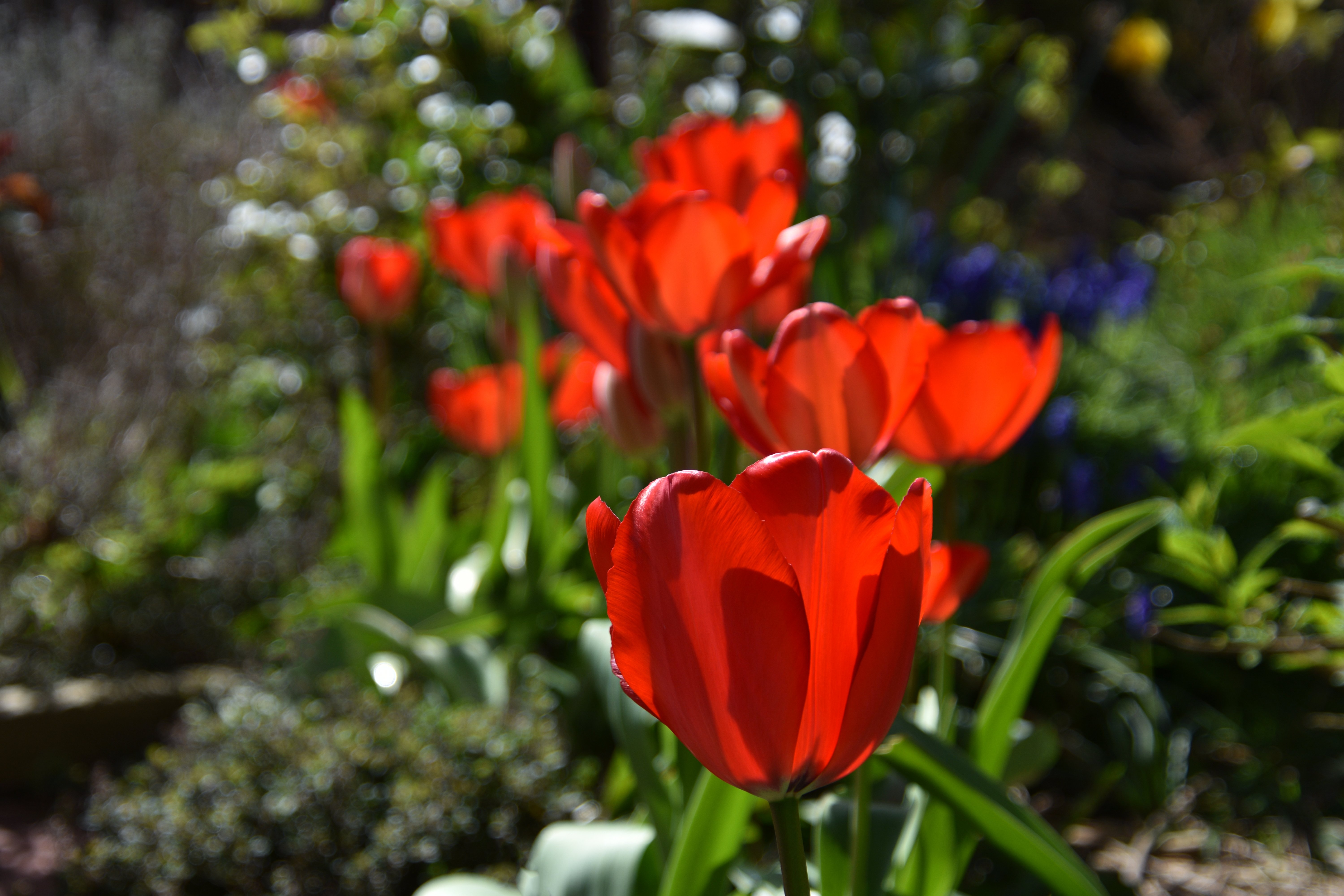 The Tulips Are Here.JPG
