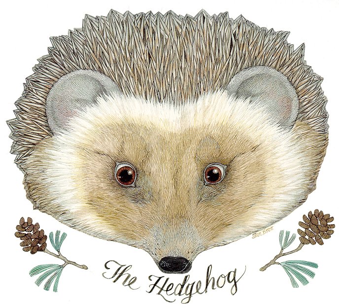the_hedgehog.jpg