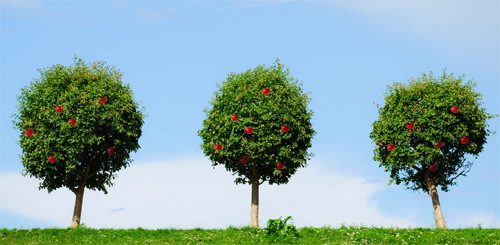 three-apple-trees.jpg