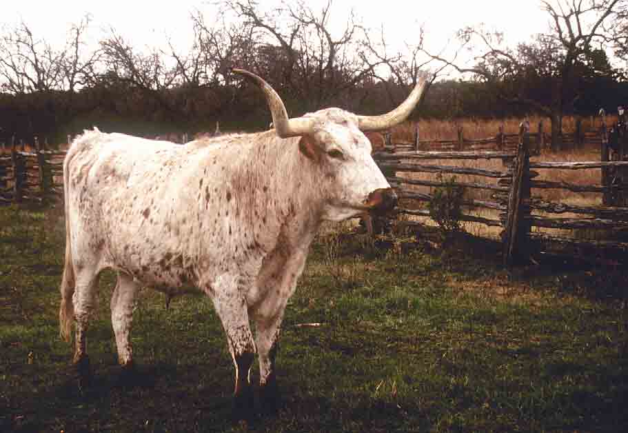 thum-chisholm-longhorn-a.jpg