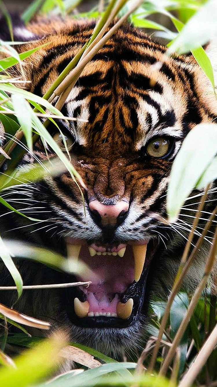 Tiger.png
