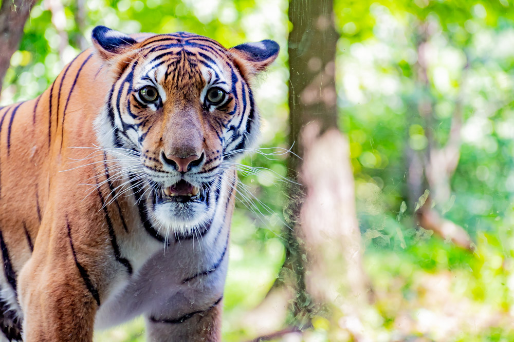 tiger_staring_re-edit-160928.jpg
