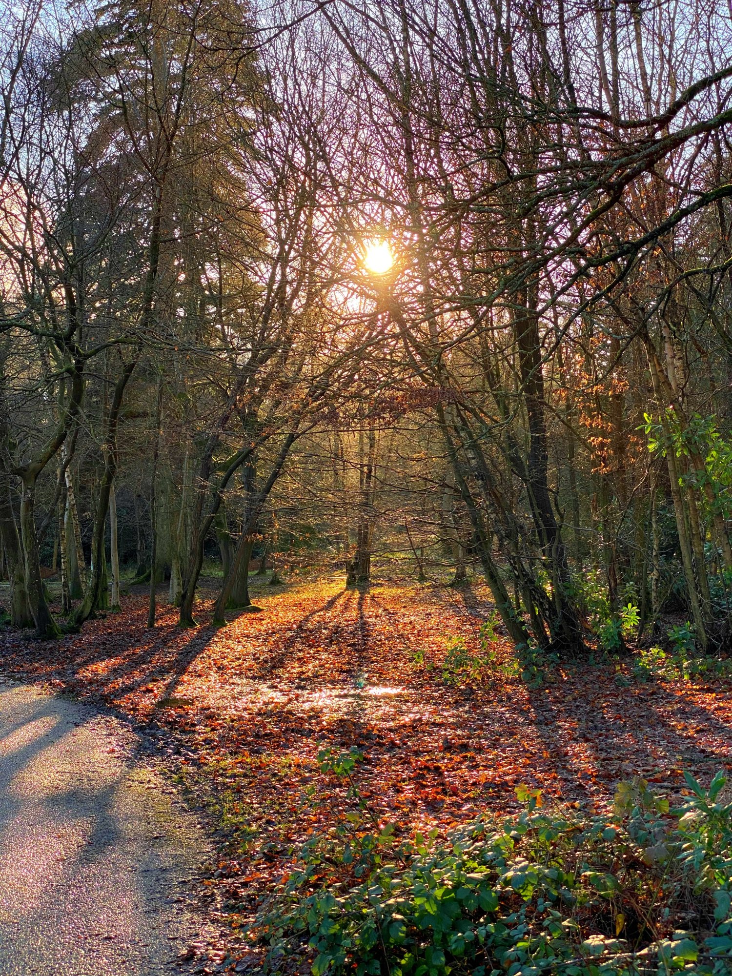 TILGATE PARK - 02.01.23_8.jpg