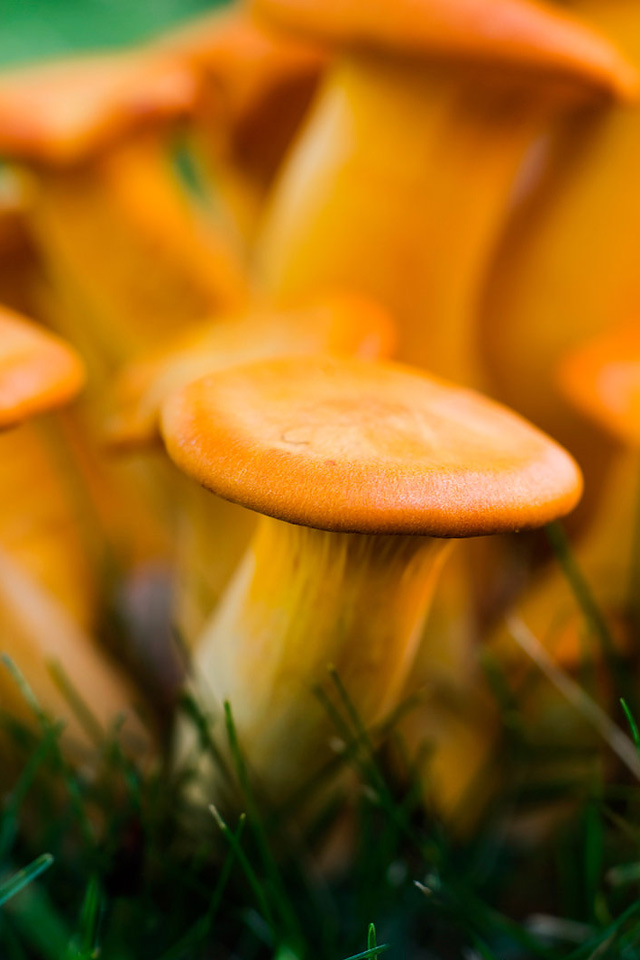Toadstools_by_star_fire.jpg