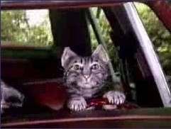 Toonces.jpg