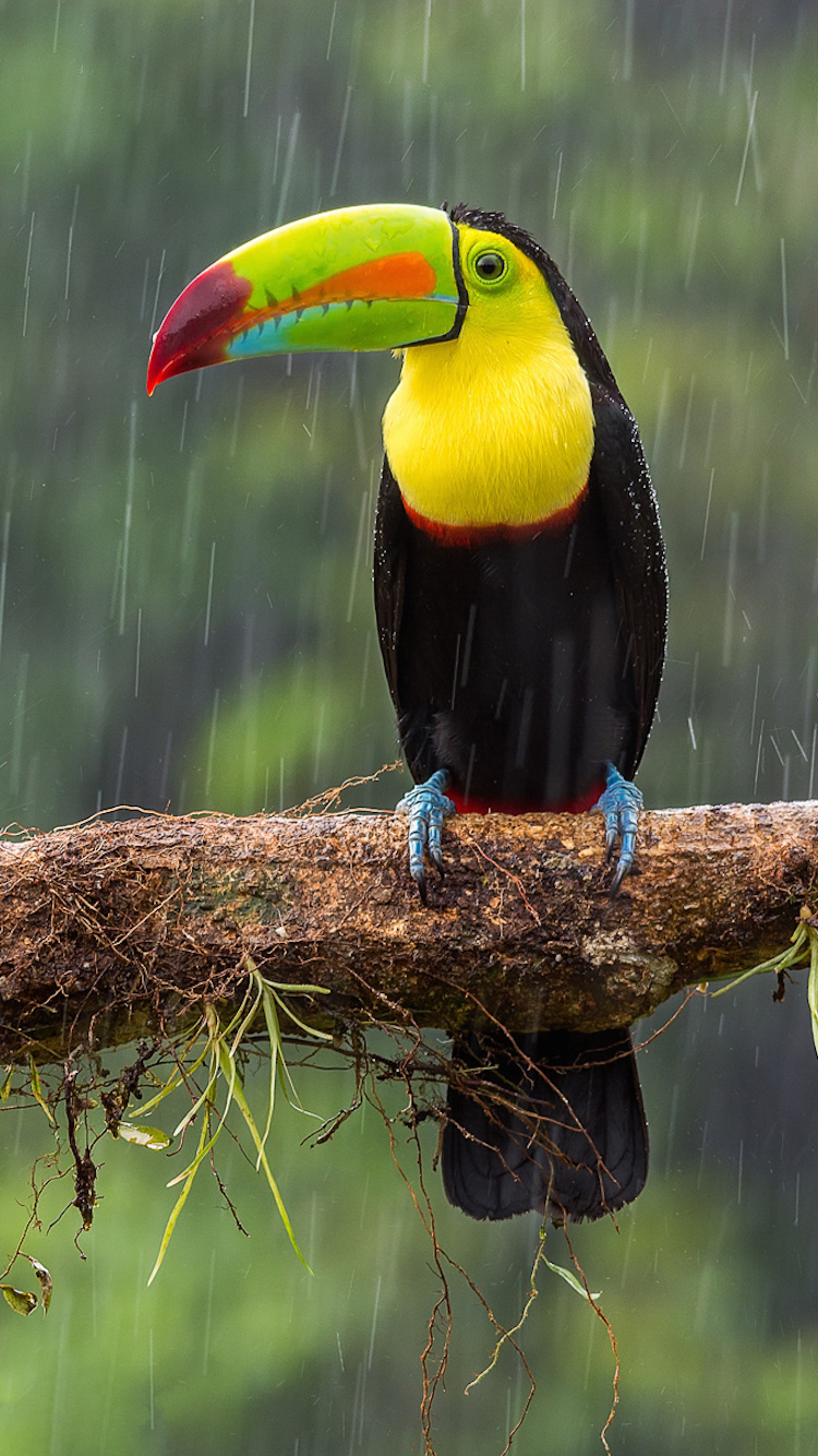 Toucan.png