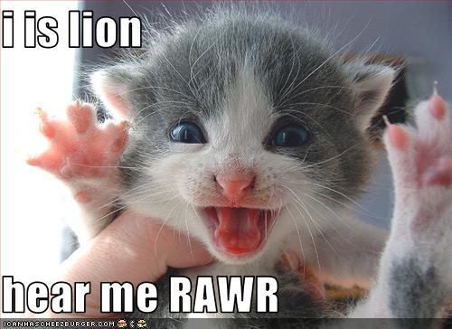 tough_kitteh_by_killerk1tty.jpg