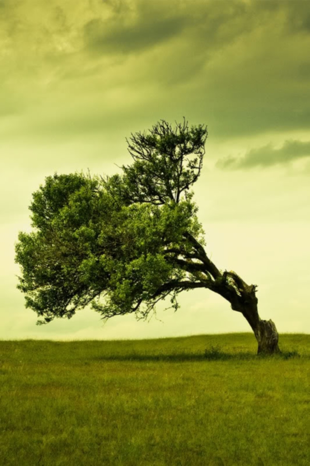 tree-1.jpg