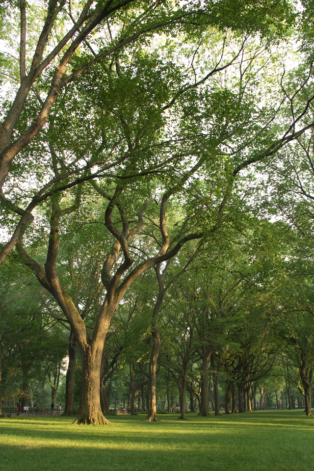 Tree 960 (JPG).jpg