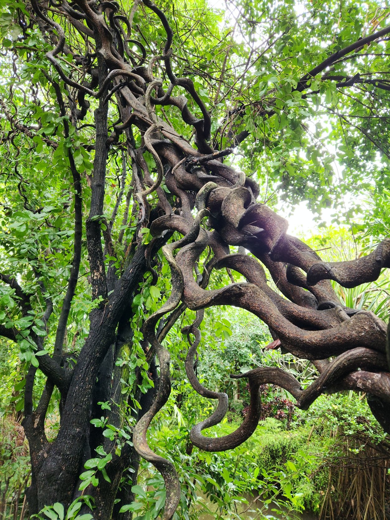 tree Chiang Mai.jpg