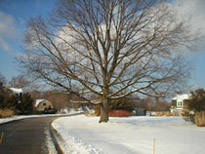 tree.jpg