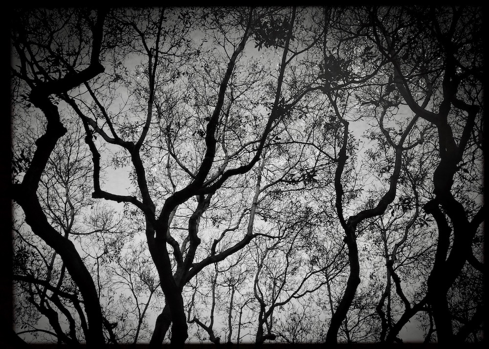 Tree.jpg