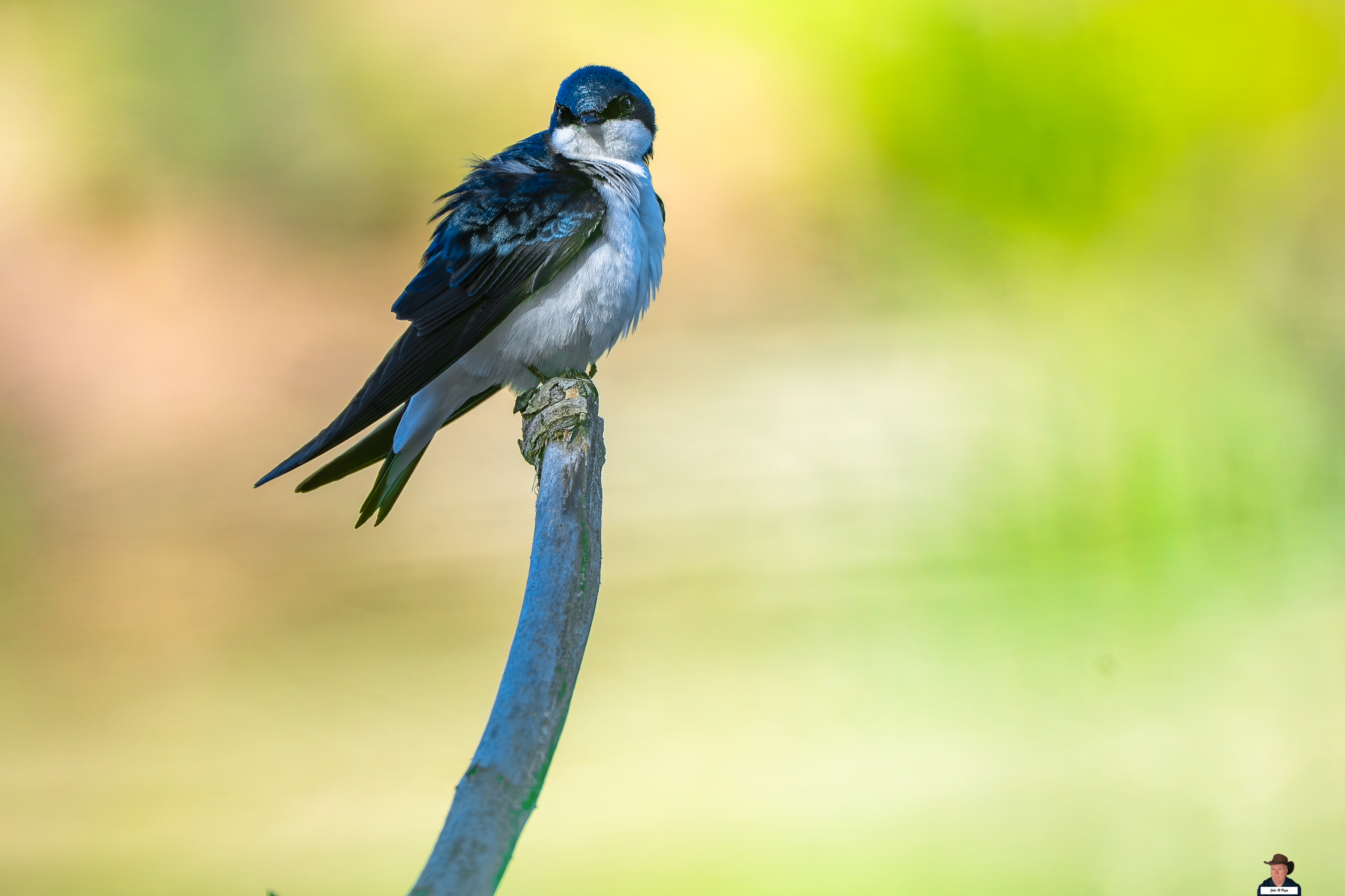 Tree Swallow-1-2.jpg