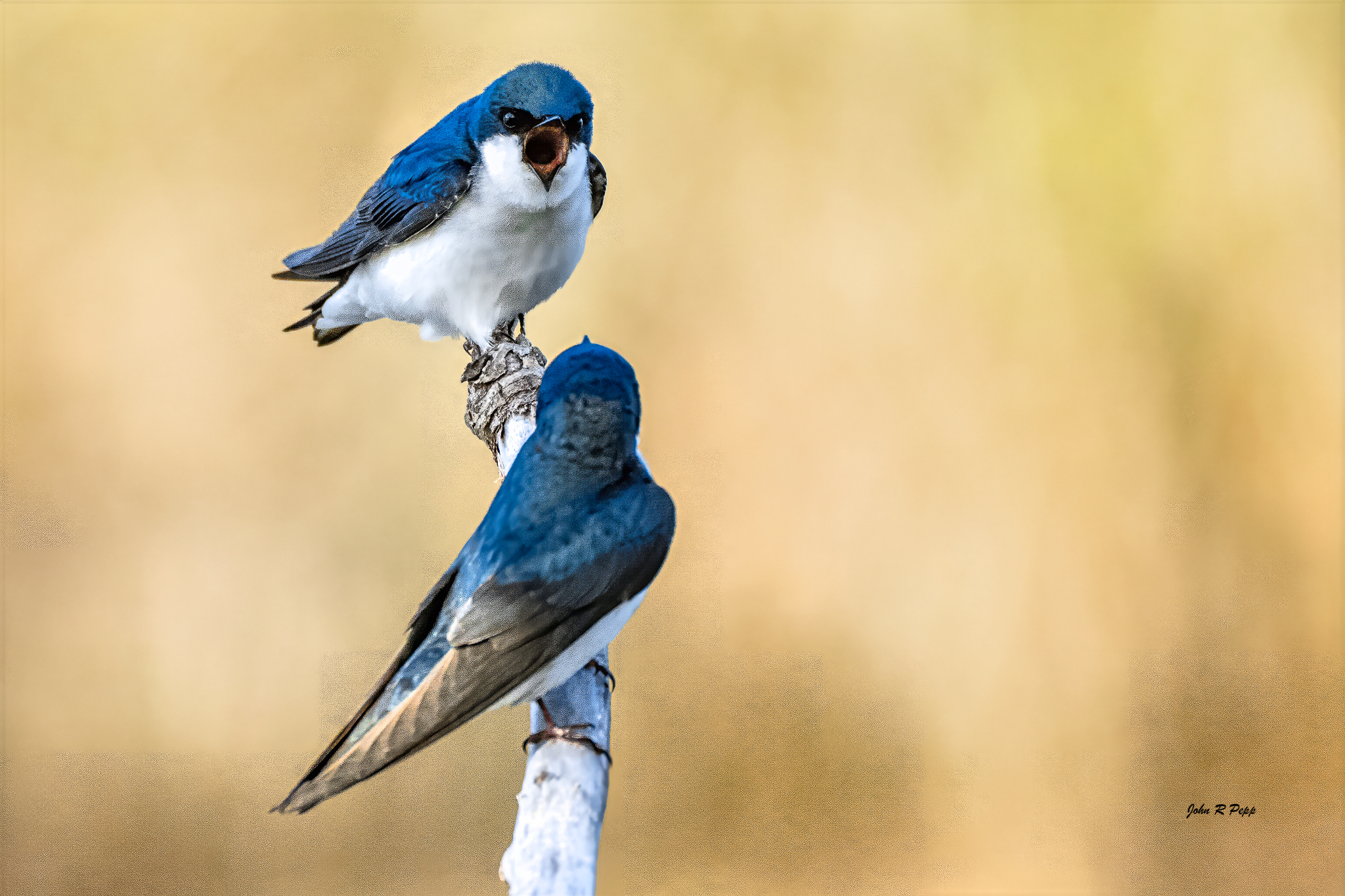 Tree Swallow Arguing -1-2.jpg